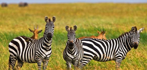 zebror serengeti